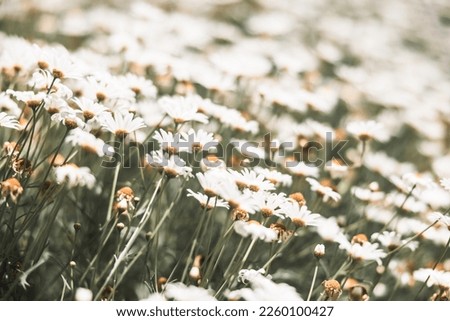 a meadow full of white and yellow flowers