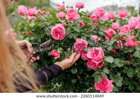 Leonardo da Vinci pink rose blooming in summer garden. Gardener cuts stems off with pruner. Meilland roses flowers Royalty-Free Stock Photo #2260114049