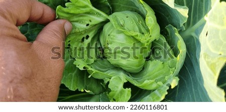 Cabbage plant having severe infestation of spodoptera exigua Royalty-Free Stock Photo #2260116801