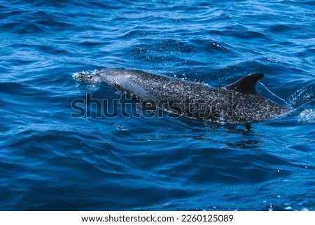 Vivid photo of a dolphin swimming in the middle of the ocean