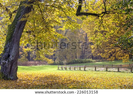 Yellow autumn landscape in a park