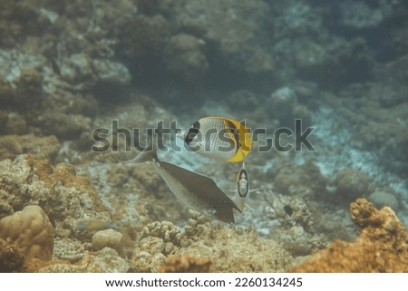 Beautiful undersea life in Maldives, fish
