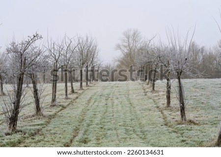 Winter apple orchard. Winter landscape. Freezing day.