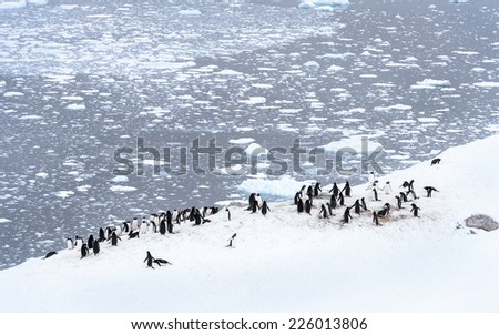 Penguins parade in Antarctica