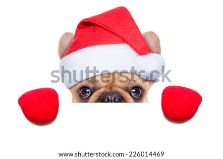 Santa claus christmas dog wearing a hat behind a blank white placard , isolated on white background