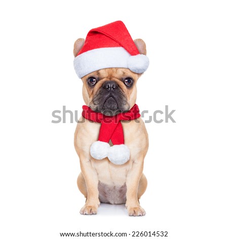 santa claus christmas dog  isolated on white background