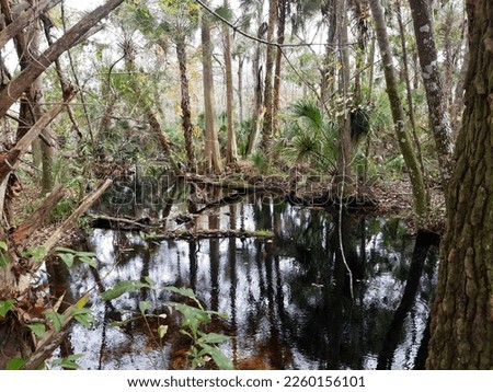 A creek flowing through a cypress and oak forest in Florida