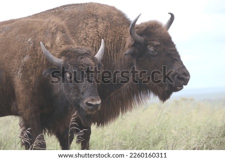 Bison at the talk grass prairie in Oklahoma