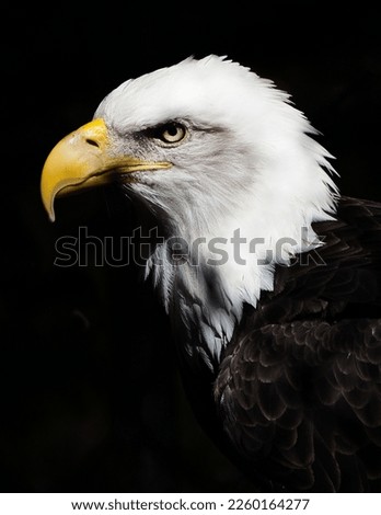American Bald Eagle on a black background.