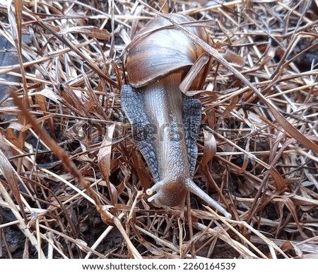 snail looking for food in dry grass