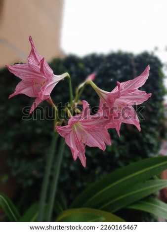 amaryllis flower is a flower with the taxonomy type amaryllis belladonna.  The Greeks called this flower the meaning of splendor