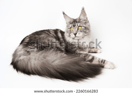 American Longhair Maine Coon Cat with big fluffy tail black silver classic tabby and white color. Part series of lying down purebred kitty with yellow eyes one year old. Studio shot white background Royalty-Free Stock Photo #2260166283