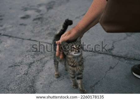 Someone petting a street kitten Royalty-Free Stock Photo #2260178135