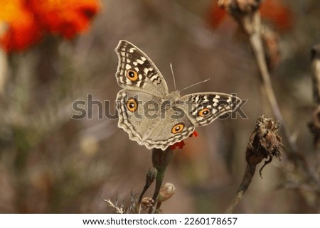 Junonia lemonias, the lemon pansy, is a common nymphalid butterfly found in Cambodia and South Asia.