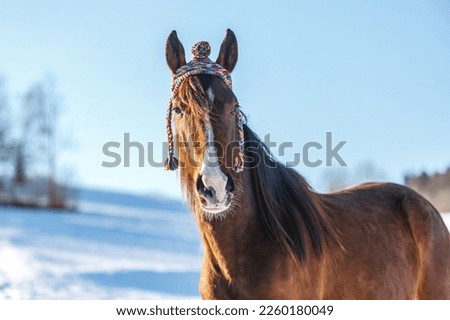 Cute and funny portrait of a brown arab x berber horse wearing a woolly cap in front of a snowy landscape in winter outdoors Royalty-Free Stock Photo #2260180049