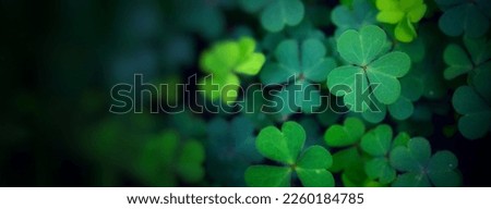 Green background with three-leaved shamrocks, Lucky Irish Four Leaf Clover in the Field for St. Patricks Day holiday symbol. with three-leaved shamrocks, St. Patrick's day holiday symbol. Royalty-Free Stock Photo #2260184785