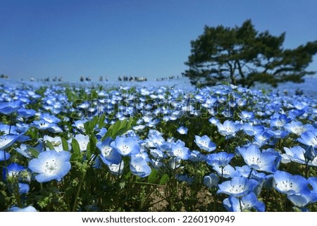 Close of blue Nemophila flower with signature of tree and tourist at background in Hitachi seaside park, Hitachinaka, Ibaraki, Japan, famous blossom blooming festival