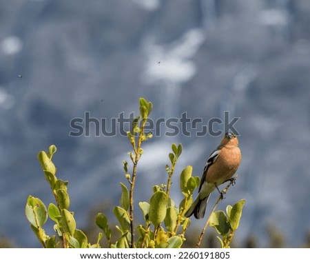Common Chaffinch (Fringilla coelebs) eyeing insects as prey, in the Mount Cook district of New Zealand Royalty-Free Stock Photo #2260191805