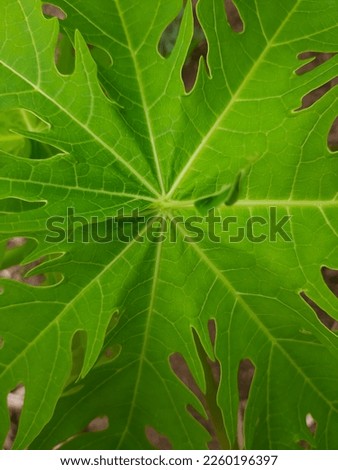 green papaya leaves in the morning photo