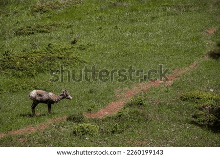 bighorn sheep female graze on the meadow. Summer, travel period, Banff National Park. Wild life - mammals, ungulates.