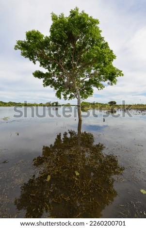 A tree on a flooded area of the Guaporé-Itenez river, near the Pau D'Óleo Fauna Reserve (Refau), Rondonia state, Brazil, bordering Beni Department, Bolivia Royalty-Free Stock Photo #2260200701