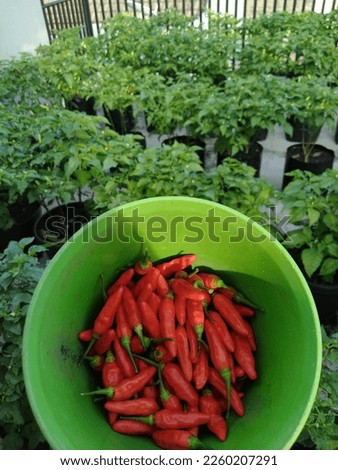 Harvesting organic cayenne pepper in your own garden is pictured on a sunny morning

