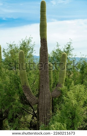 Tall saguaro cactus with natural trees and foliage background in the sonora desert hills with blue and white sky. In late afternoon shade in the southwestern united states in north american wilderness