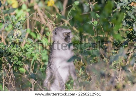 The vervet monkey very much resembles a gray langur, having a black face with a white fringe of hair, while its overall hair color is mostly grizzled-grey.
