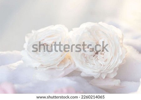 Beautiful blooming white rose flower on white background. 