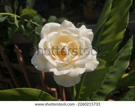 photo of white roses in full bloom