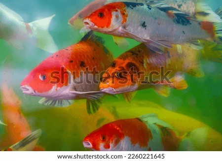 The colorfuk koi fishes in the tank
