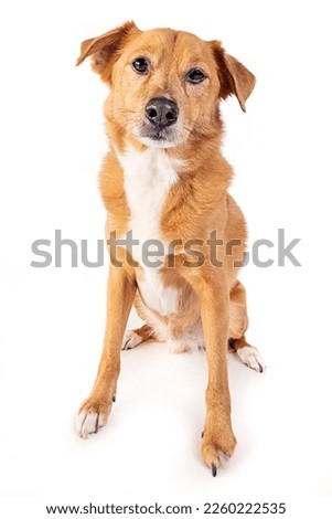 Closeup Yellow Labrador Retriever Crossbreed Dog Royalty-Free Stock Photo #2260222535