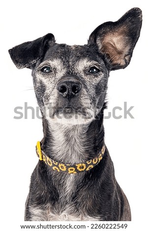  Beautiful Black and White Mixed Breed Dog, wearing a collar, isolated on white Royalty-Free Stock Photo #2260222549