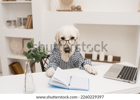 A cute dog in a shirt and glasses works at a laptop. A golden retriever sits at a table, dressed as a programmer or a businessman. pet working on computer. High quality photo