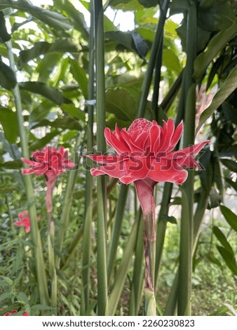 Red flower of Torch Ginger