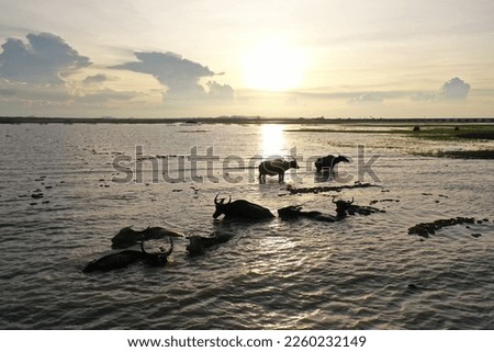 Nature picture of buffalo resting in the water at sunset.