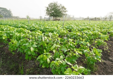 Green edamame field. In the field. Agricultural plot. Agriculture concept. Soya soybean