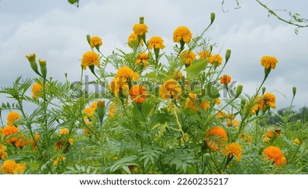 mexican marigold.marigold africa with gold colour