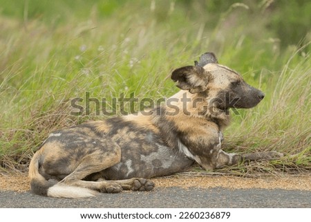 African wild dog - Lycaon pictus - lying on the edge of road with green vegetation in background. Photo Kruger National Park in South Africa.