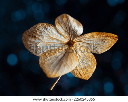 dry hydrangea flower on a dark background - artistic macro picture