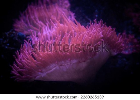 Soltwater anemone on reef in the ocean