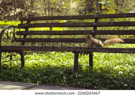 Close up squirrel sitting on park bench concept photo. Observing wildlife. Front view photography with blurred background. High quality picture for wallpaper, travel blog, magazine, article