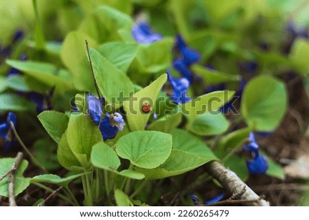 Close up outdoor blue violet flowers with ladybug on leaf concept photo. Front view photography with blurred background. High quality picture for wallpaper, travel blog, magazine, article