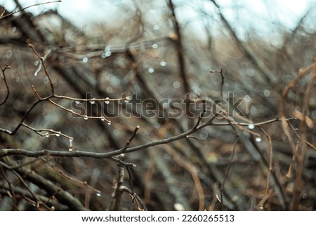 Close up tree branches with water drops concept photo. Fall weather. Front view photography with blurred twigs background. High quality picture for wallpaper, travel blog, magazine, article