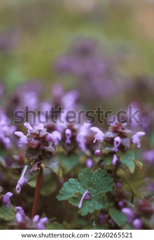 Close up clustered lamium purpureum flowers concept photo. Ground cover. Front view photography with blurred background. High quality picture for wallpaper, travel blog, magazine, article