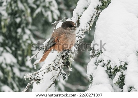 A small bird with a red breast and a black head.
The finch sits on a snow-covered spruce branch. winter background