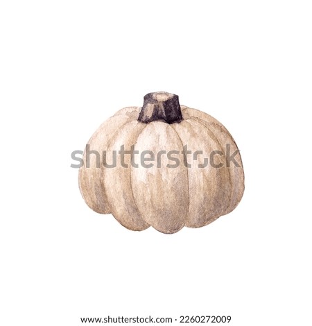 White pumpkin. Watercolor illustration isolated on white background.