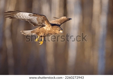 The common buzzard (Buteo buteo) is a medium-to-large bird of prey which has a large range