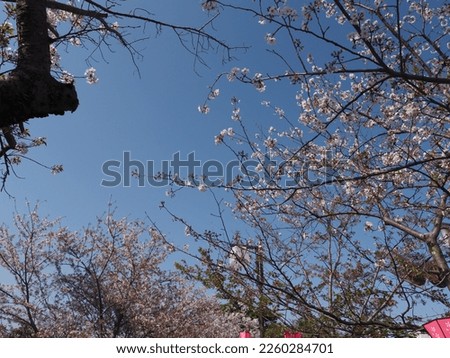 A Scenery of Cherry Blossom in Kanagawa, Japan