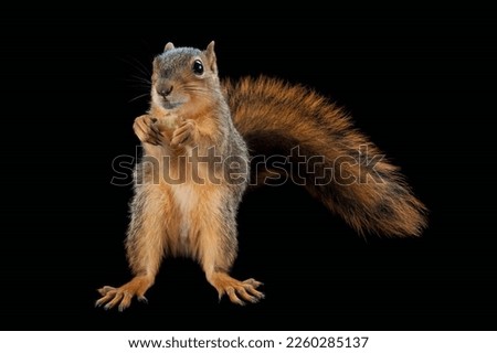 A fox squirrel and black background